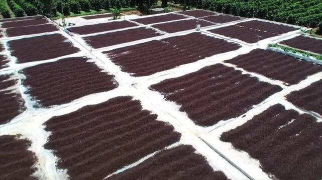 Vast sun-drying patios with freshly harvested coffee beans raked into rows for even processing on a farm.