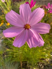 Fototapeta premium pink cosmo flower in the garden