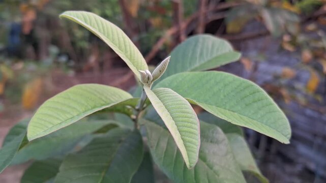 Closeup of Young Guava Leaves Growing Healthy and Fresh &ndash; 4K