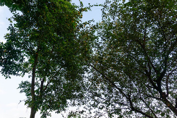 Lush Green Tree with Dense Foliage in Natural Light