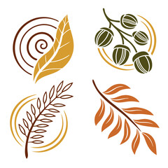 Autumn leaves and acorns organic design vector