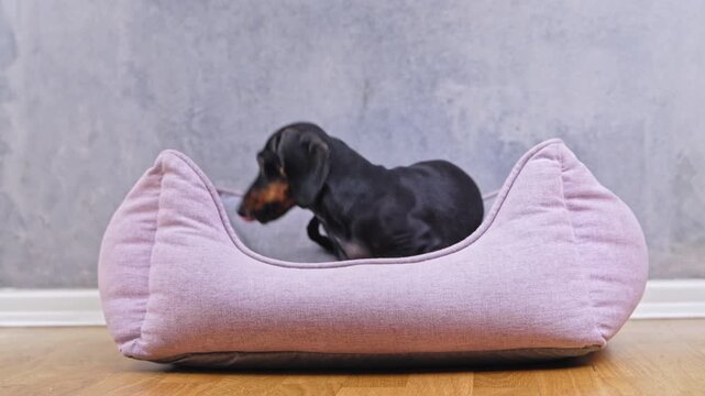 A black and tan dachshund sits comfortably on a soft pink bed on a wooden floor opposite a gray textured wall in a quiet home environment, constantly whining, dripping and playing