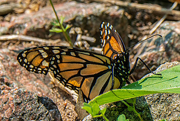 butterfly on a leaf