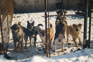 dog shelter