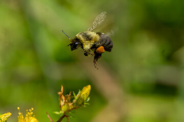 bee on a flower