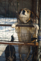 dog shelter
