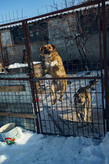 dog shelter