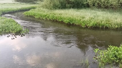 A backwater and bends of a small beautiful river on the edge of a dense coniferous forest on a cloudy summer morning.