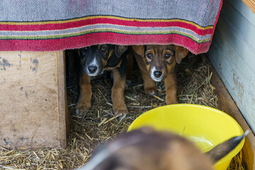 dog shelter