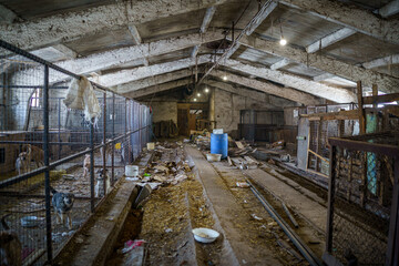 Fototapeta premium dog shelter