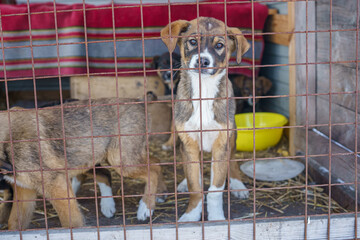 dog shelter