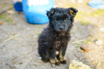 dog shelter