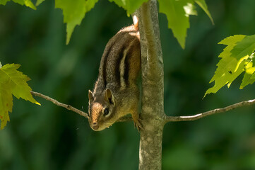 Chipmunk on tree