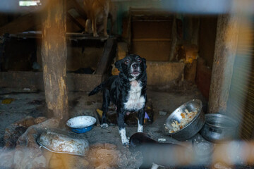 dog shelter