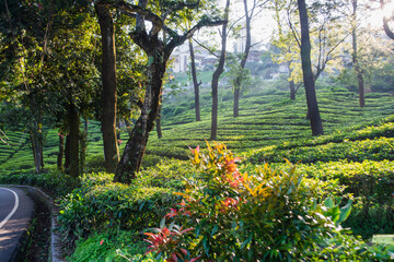 Landscape of tea plantations in the mountains