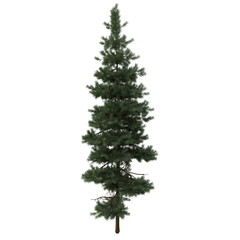 evergreen pine fir trees isolated on white or transparent background. spruce tree. pinaceae needled tree. 4k high resolution