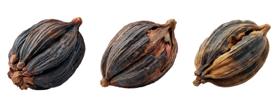 Dried Seed Pods on Transparent Background for Creative Projects