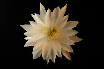 Large cactus flower blooming with delicate petals and stamen full of pollen