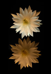 Large cactus flower blooming with delicate petals and stamen full of pollen