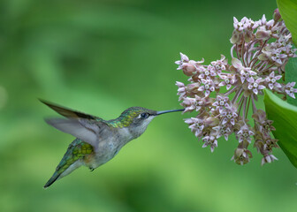 Hummingbird feeding with a nectar of the flower.
