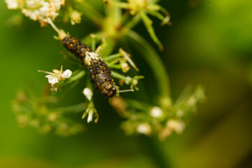 野草を食べて成長したナミアゲハ