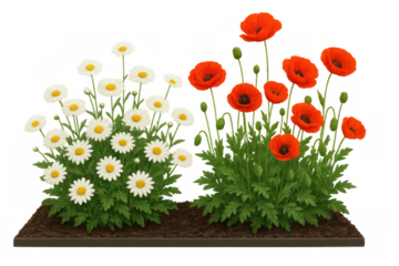 White daisies and vibrant red poppies blooming side by side on transparent backdrop, highlighting natural garden harmony