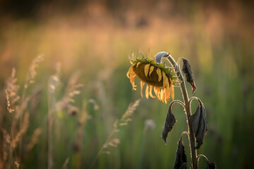 A Withered Sunflower Bowing in Warm Sunset Light Over a Soft-Focused Meadow