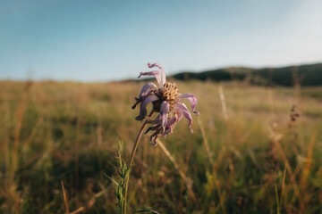 Faded Purple Wildflower Standing Alone in a Golden Meadow Under a Clear Sky