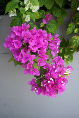 Bougainvillea flowers, selective focus. Beautiful Bougainvillea flowers or Paper Flower