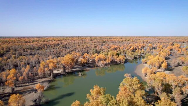 Drone view of golden populus euphratica forest in Gobi desert on sunny autumn day in Tarim Poplar Forest park, Taklamakan Desert, Xinjiang, China, 4k real time high angle view footage, travel concept.