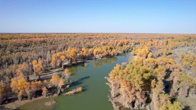 Drone view of golden populus euphratica forest in Gobi desert on sunny autumn day in Tarim Poplar Forest park, Taklamakan Desert, Xinjiang, China, 4k real time high angle view footage, travel concept.