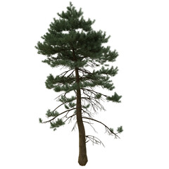 evergreen pine fir trees isolated on white or transparent background. spruce tree. pinaceae needled tree. 4k high resolution