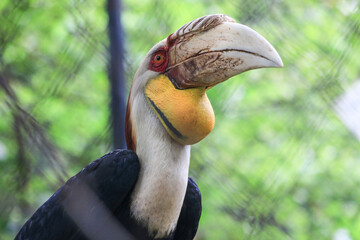 The Serunti hornbill belongs to the Bucerotidae family and is commonly found in the forests of...