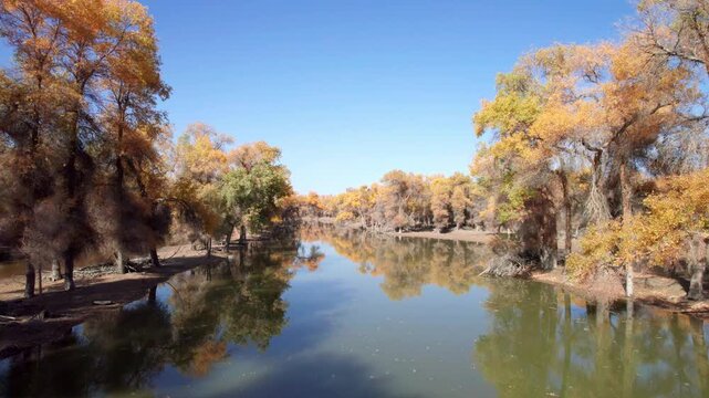 Drone view of golden populus euphratica forest in Gobi desert on sunny autumn day in Tarim Poplar Forest park, Taklamakan Desert, Xinjiang, China, 4k real time high angle view footage, travel concept.