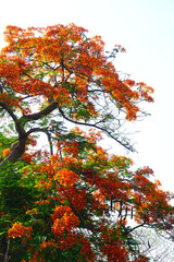 Summer red Delonix regia flowers in Thailand. Delonix regia flower (another names is Royal Poinciana, Flamboyant Tree, Flame Tree, Peacock Flower, Gulmohar) in bloom. Natural and plant concept.