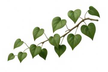 Realistic botanical illustration featuring verdant green foliage branch, transparently rendered for natural graphic design elements