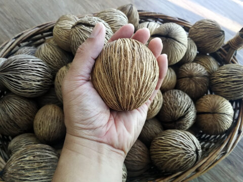 Hand holding cerbera odollam or pong pong seed