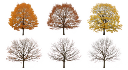 Seasonal progression of trees in autumn from full foliage to bare branches on transparent background, illustrating seasonal change and nature's transformation