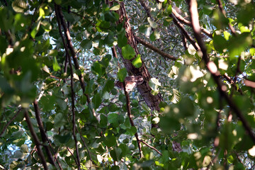 owl