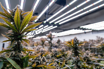 Close up of a cannabis indoor cultivation facility with LED grow lights. The plants are supported...