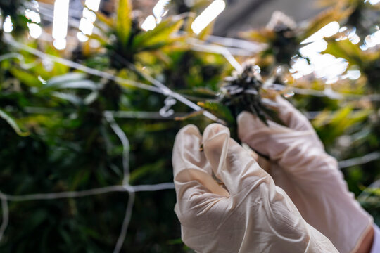 A scientist inspects cannabis plants in a controlled indoor farm for quality assurance and research. Medical marijuana cultivation advances through innovation, biotechnology, and sustainability.