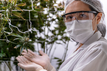 A researcher inspects cannabis plants in a high tech indoor facility, using digital technology for data analysis. Advancements in medical cannabis are shaping the future of sustainable cultivation.