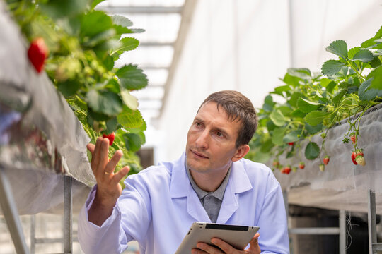 agricultural researcher analyzes strawberry plants in a high-tech greenhouse. Sustainable farming and biotechnology solutions for improving crop yield, food safety, and environmental impact.