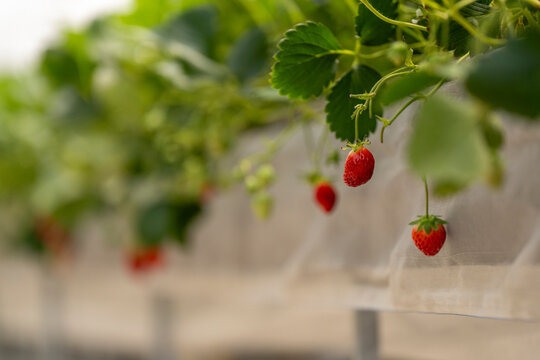 agricultural researcher analyzes strawberry plants in a high-tech greenhouse. Sustainable farming and biotechnology solutions for improving crop yield, food safety, and environmental impact.