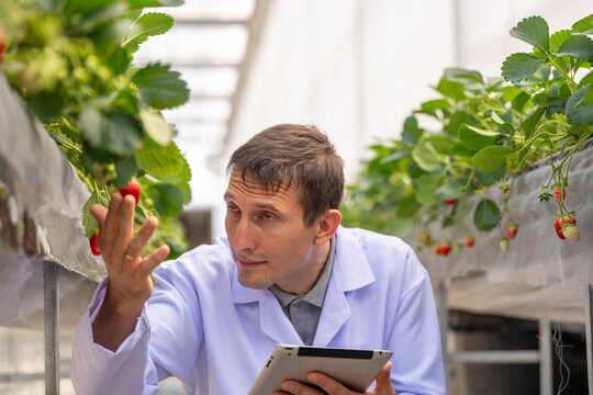 agricultural researcher analyzes strawberry plants in a high-tech greenhouse. Sustainable farming and biotechnology solutions for improving crop yield, food safety, and environmental impact.