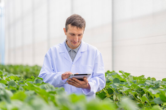 agricultural researcher analyzes strawberry plants in a high-tech greenhouse. Sustainable farming and biotechnology solutions for improving crop yield, food safety, and environmental impact.