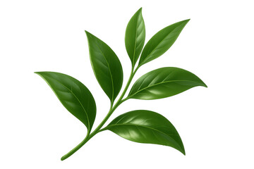 Fototapeta premium Green tea leaves hanging from botanical branch, showcasing natural freshness against transparent backdrop for wellness imagery