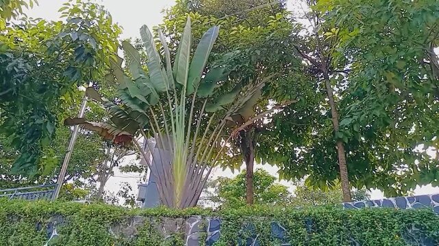 Traveler palm Ravenala madagascariensis or pisang kipas with large fan-shaped leaves growing in a tropical garden above a stone wall surrounded by lush greenery
