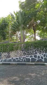 Traveler palm Ravenala madagascariensis or pisang kipas with large fan-shaped leaves growing in a tropical garden above a stone wall surrounded by lush greenery
