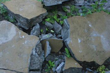 Fragments of concrete walls that were torn down at the site began to be covered by plants. the wall...